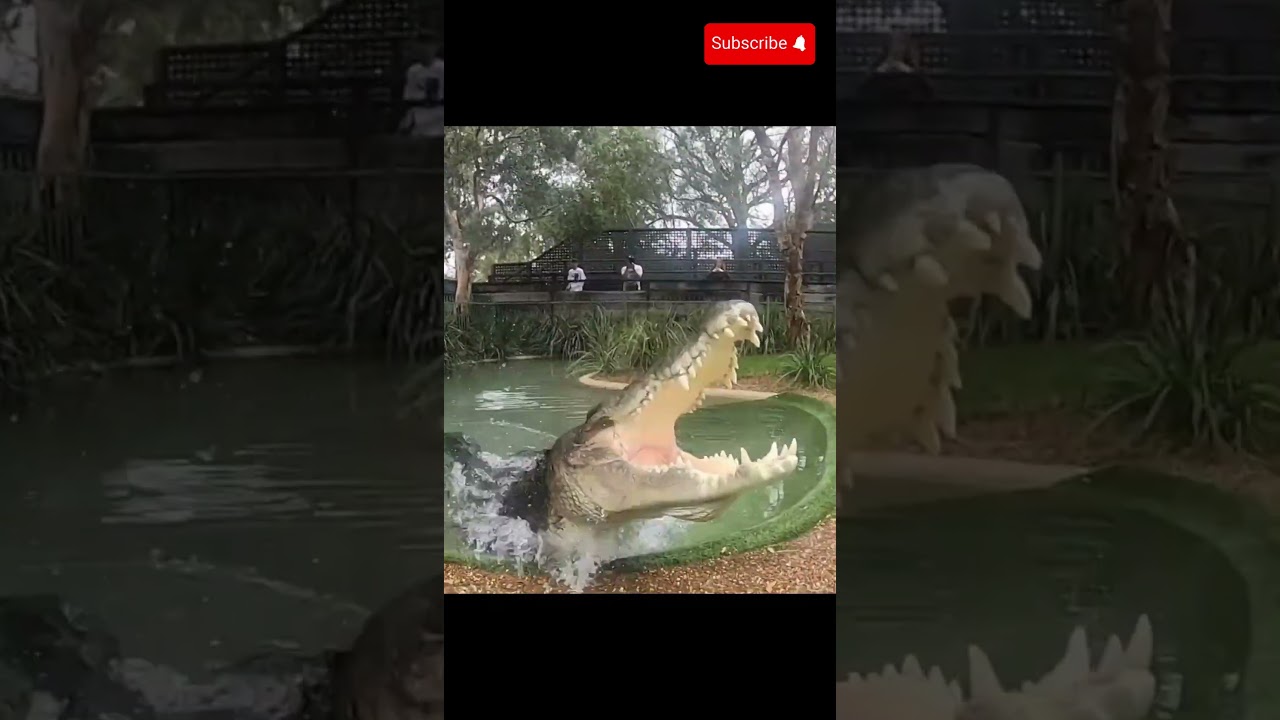 “Crocodile vs Great White Shark — Whose Bite Crushes Harder?” 