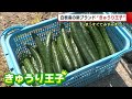 新潟県一の産地　白根産の新ブランド『きゅうり王子』　まっすぐみずみずしいキュウリで産地ＰＲ【新潟市】 (21/04/20 19:33)