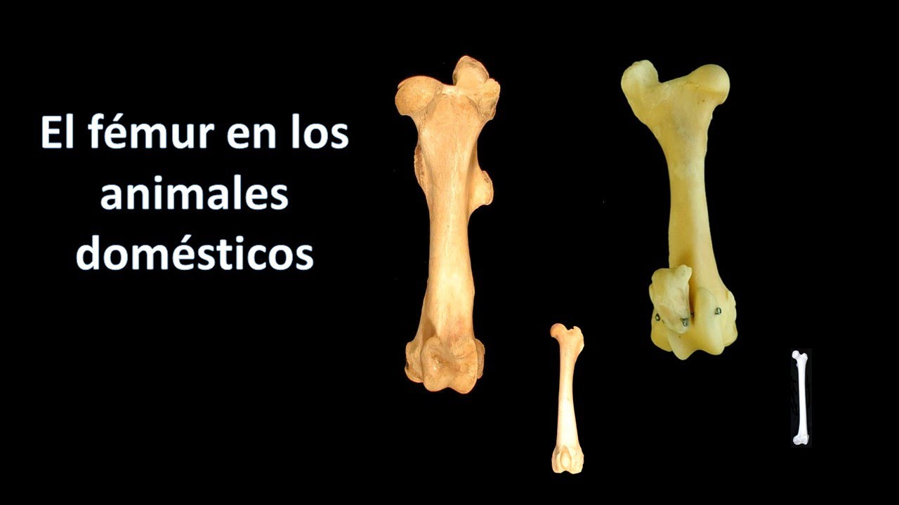 El fémur en los animales domésticos