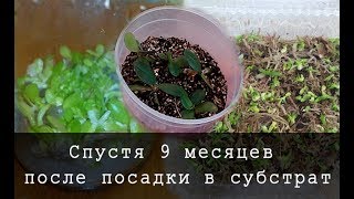 Семена Орхидей после высадки видео № 3 Прошло 9 месяца после скрытия банок:))) Семена Орхидей после высадки видео № 3 Прошло 9 месяца после скрытия банок:)))