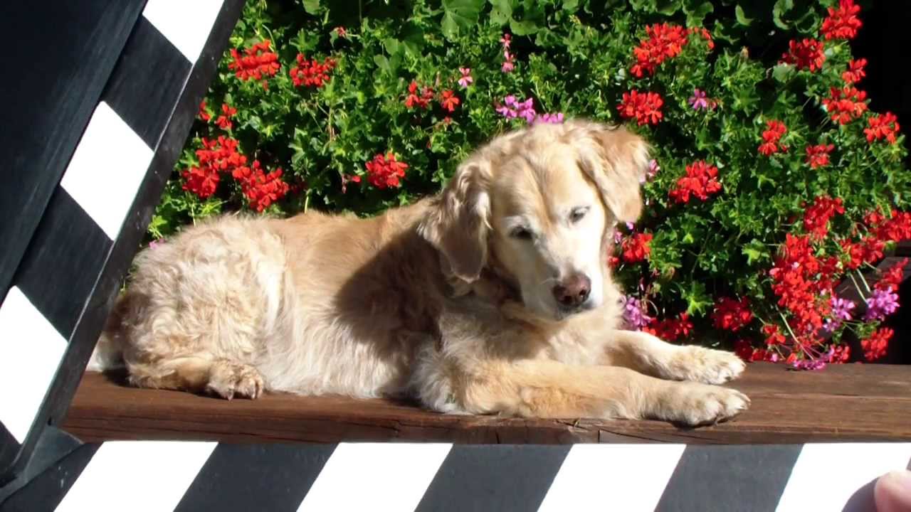 Dogs on the Rocks - YouTube