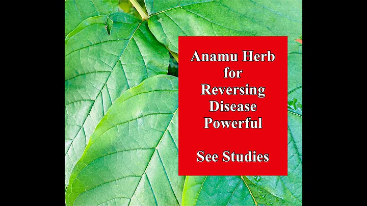 Anamu Herb For Reversing Disease - Powerful - See Studies