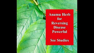Anamu Herb For Reversing Disease - Powerful - See Studies