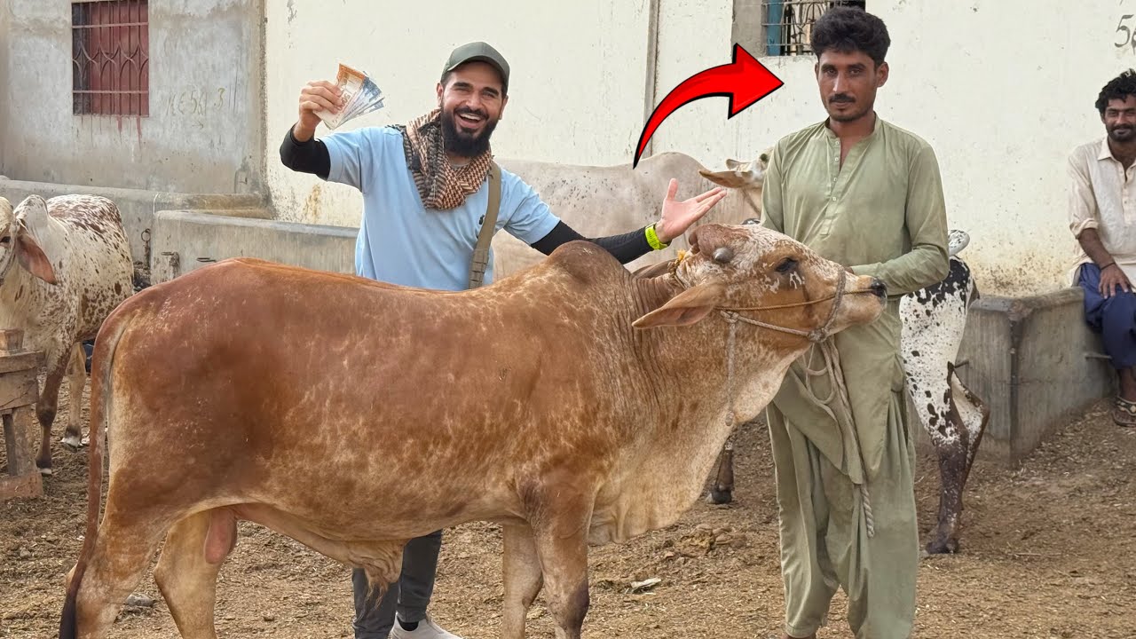 Beopari ne dil khush kar dia aaj 😍 Sab se asaan sauda hua aaj 🐂