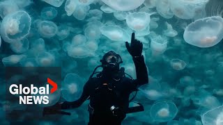 Stunning moon jellyfish blooms leave outdoor BC photographers in awe