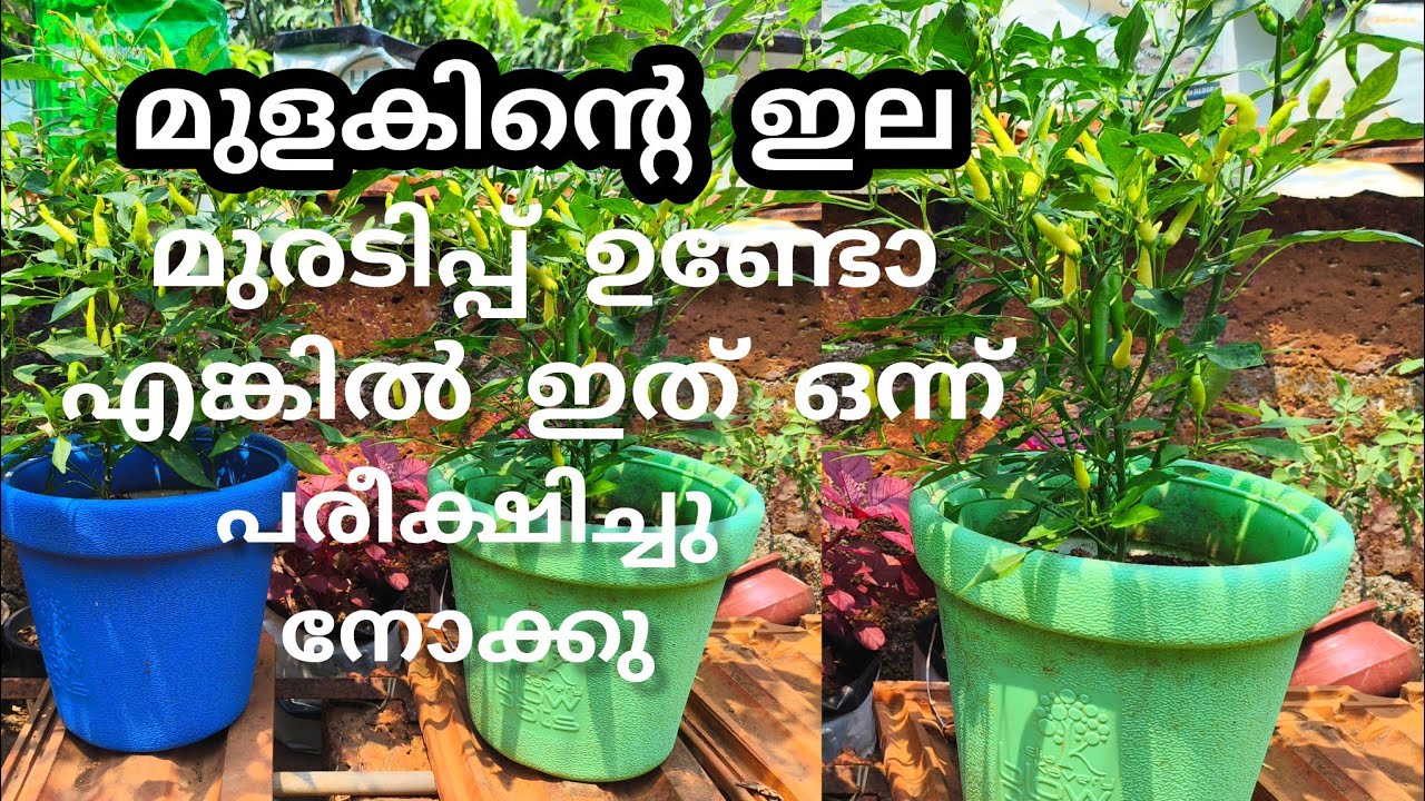 മുളക് ചെടിയിലെ ഇല മുരടിപ്പ് മാറി പൂക്കാനും കയ്ക്കാനും ഇങ്ങനെ ചെയ്യൂ 100%റിസൾട്ട് #krishitips 