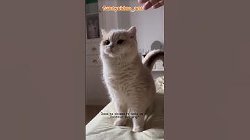 Lazy cat #shorts #funnyvideo