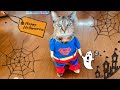 愛猫にハロウィンコスしてもらった