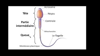 BAC math et sc | SVT | reproduction chez l'homme :EP09: structure de spermatozoide
