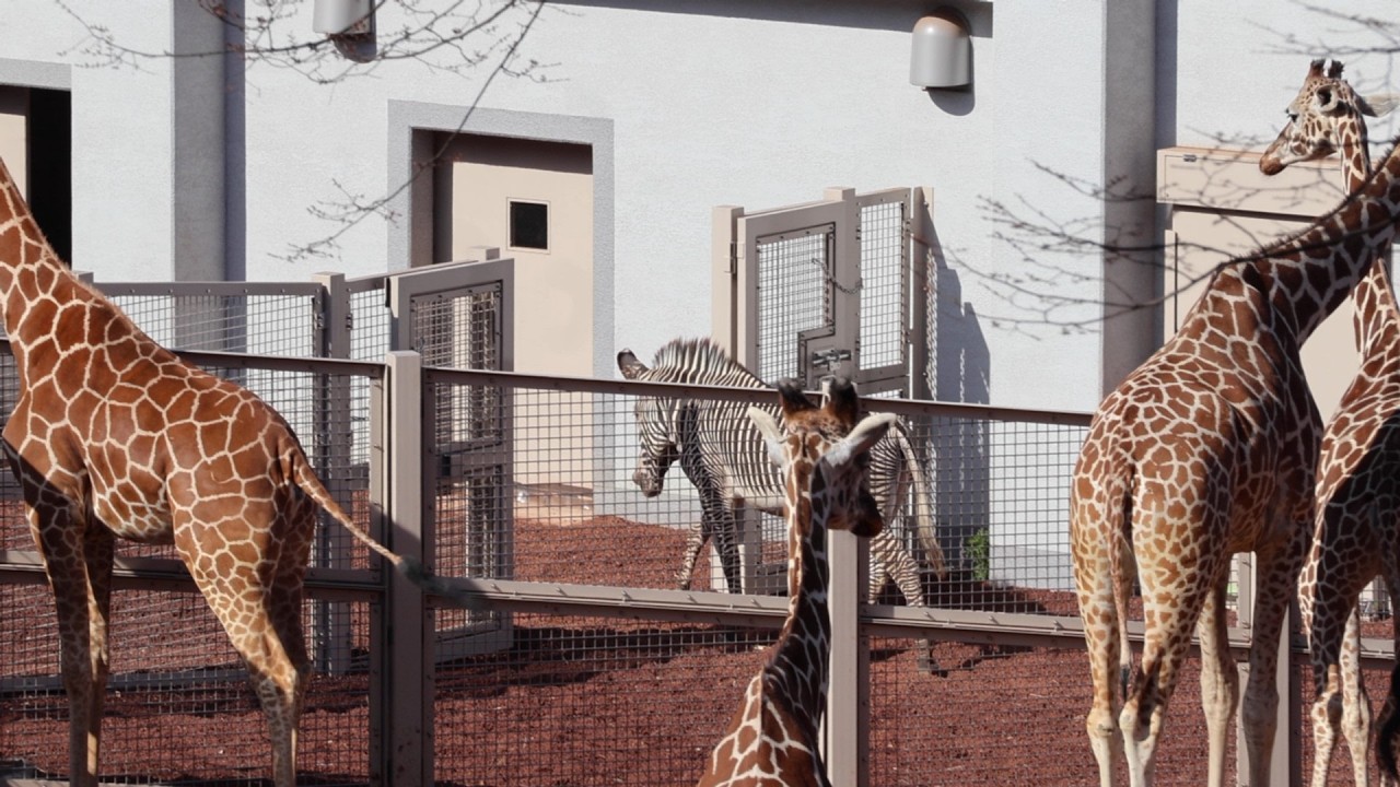 多摩動物公園｜2026/3/14】室内に戻るグレビーシマウマのななと