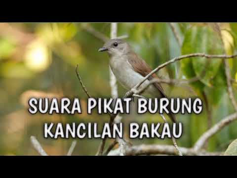 Suara Pikat Kancilan Bakau Cukup 5 Menit Langsung Ngumpul || Buktikan Sendiri‼️