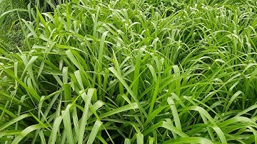 Các Loại Giống Cỏ Chăn Nuôi Phát Triển Nhanh, Năng Suất Cao, Nhiều Dinh Dưỡng