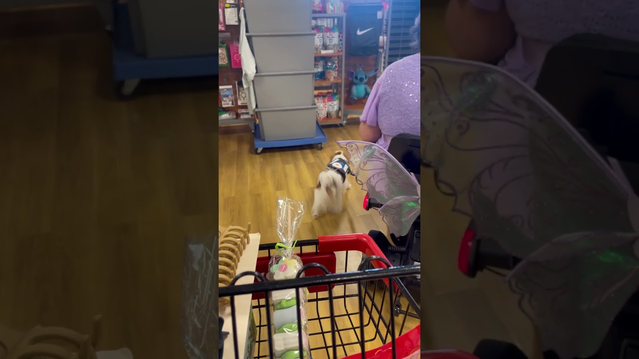 Two service dogs #wheelchair tj maxx heel golden retriever Japanese chin #servicedog #wheelchairs