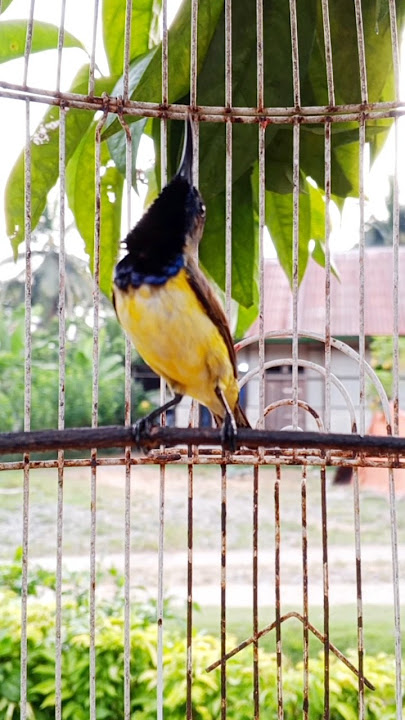 burung sogon merayu betina #pancingansogokotong #pikatsogokontong #suaraburung #shorts
