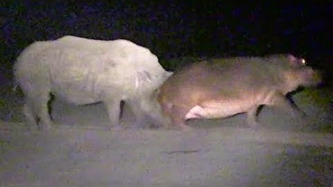 Hippo Learns Lesson From Rhinos