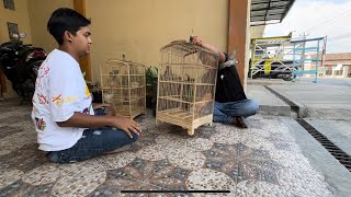 Otw Purik   Tiwas Jaki Beli Kurungan 200 Ribu  Burung Nya Malah Di Lepasin Bose  Mandor  