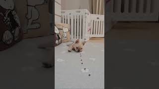 Smart Dog!  #smart #cute #frenchbulldog #video #shorts #dogtraining #puppytraining