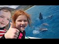 Swimming with WiLD DOLPHiNS!!  Ocean Adventure to Snorkel with a Dolphin Pod & Sea Turtles in Hawaii