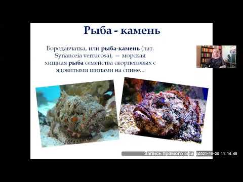 «Жили-были рыбы, птицы, звери».