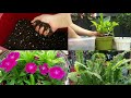 Como Preparo El Sustrato Para Mis Plantas y Que Productos Utilizó? #jardineria #jardincasero