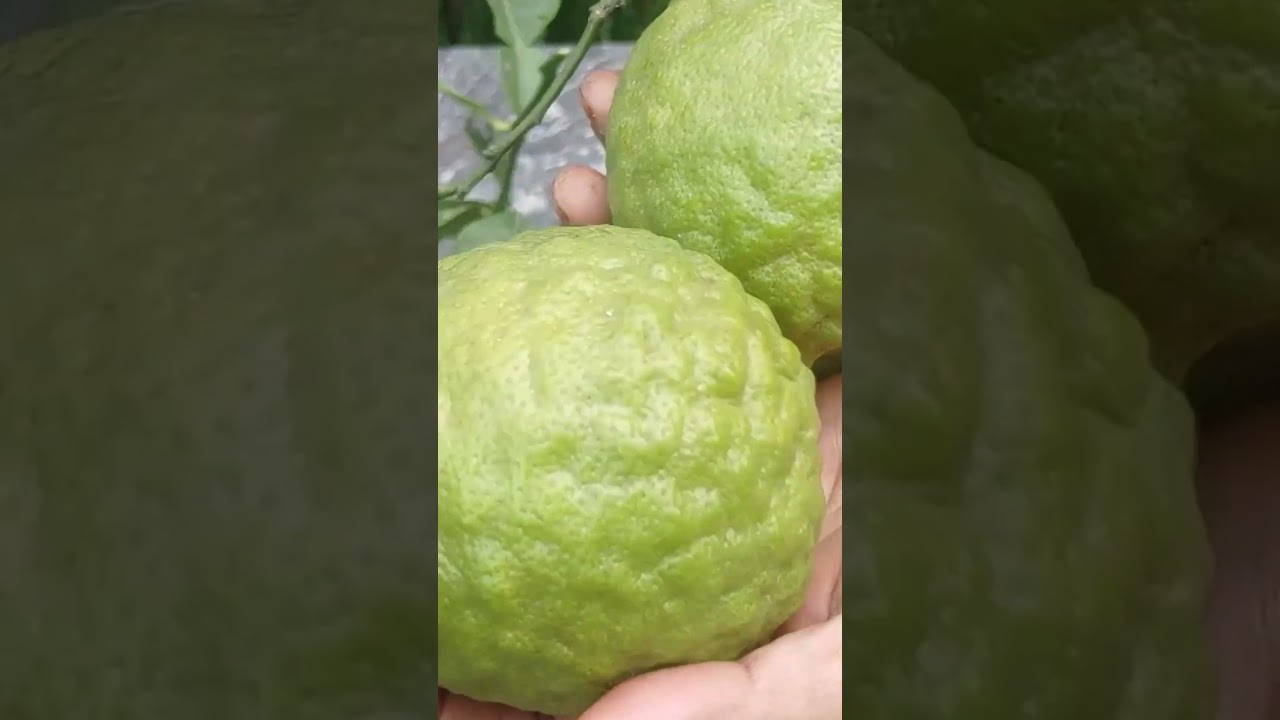 Garden Harvest #garden #harvest #terracegarden || TELUGU GARDEN VLOG