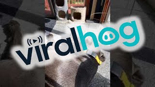 Large Dog Shows Love To Tiny Kitten Viralhog