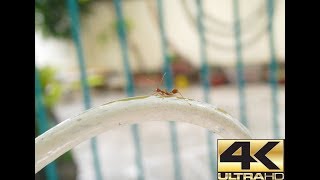4K VIDEO ultrahd slideshow mobile photography LUMIX CM1 camera nature relaxation