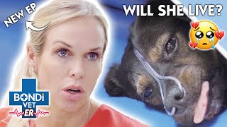 SHATTERING! Innocent Puppy Hit By a Car! | New Episode | Bondi Vet E.R