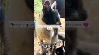 #lifeisbutadream #kitten #cute #haveitoldyoulatelythatiloveyou #cutecat #dothingsyoudontwanttodo #lifeisbutadream #kitten #cute #haveitoldyoulatelythatiloveyou #cutecat #dothingsyoudontwanttodo