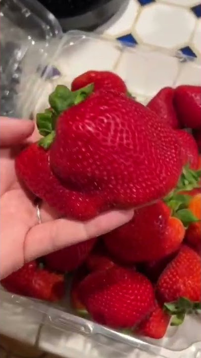 Is this the biggest strawberry ever? #shorts #strawberry #worldrecord