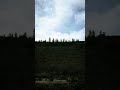Plateau trees #Plateau #trees #photography #sky #nature #oregon #pnw