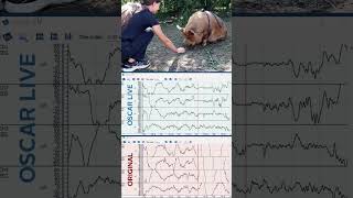 Measuring EEG of a Pig while sitting down