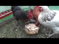 Кормление кур несушек - как и чем кормить кур