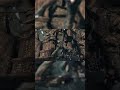 Bloodborne PC - Amygdala