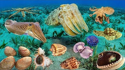 Bắt Được Nhiều Bạch Tuộc, Mực Nang, Sò Ốc Đầy Đủ Tất Cả Các Loại Hải Sản Trong Ngày | Cảnh 86