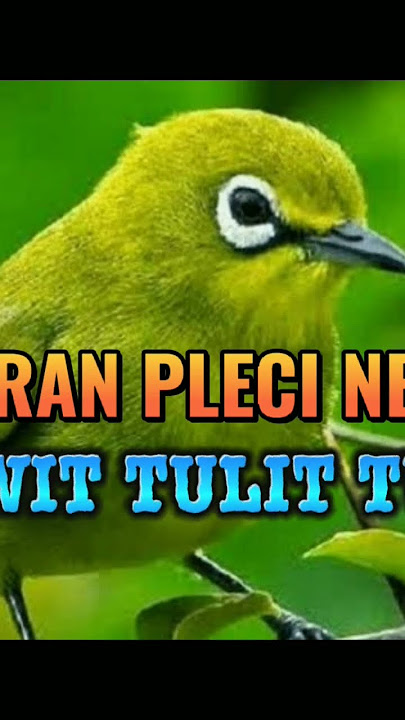 MASTERAN PLECI NEMBAK WITWIT TULIT TULIT #plecimania #kicaumania #masteranpleci