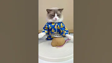 Do You Have Your Earpuds Ready Nourisheveryyou Cats Catsofyoutube Thatlittlepuff 