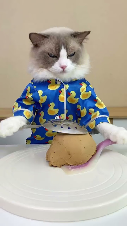 Do you have your earpuds ready? 😃😃😃 #nourisheveryyou #cats #catsofyoutube  #thatlittlepuff