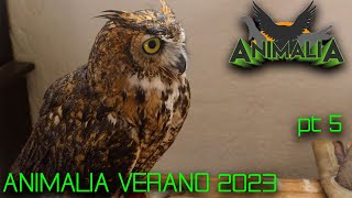 ANIMALIA 2023 | PRECIO GECKOS Y CAMALEONES | BÚHO | BOA COLOMBIANA | POGONAS | EQUIPO DE CONTENCIÓN