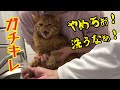 猫の手が臭すぎるので洗ったら鳴き叫んでしまった…