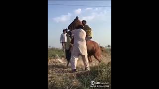 Gujarati hot sex video Punjabi khatarnak hall horse hot video