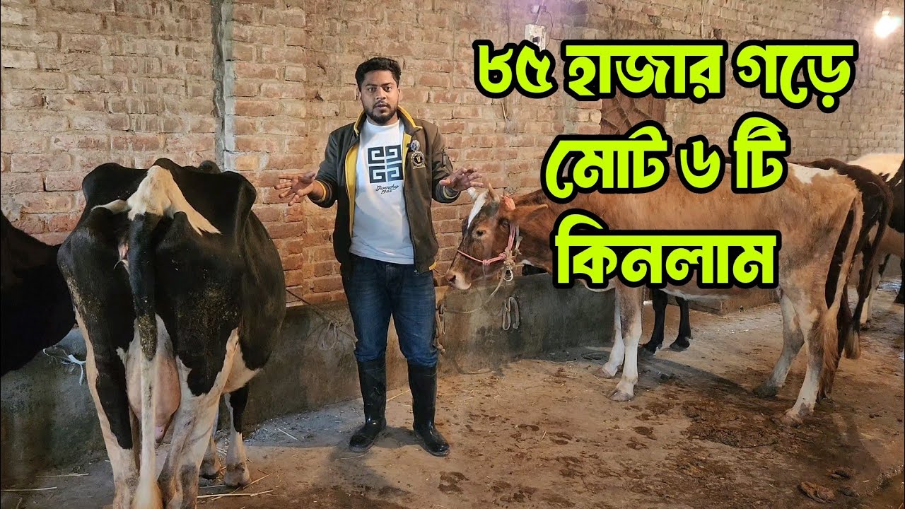 ৮৫ হাজার গড়ে মোট ৬টি সুপার ডাবল বডির গরু কিনলাম 