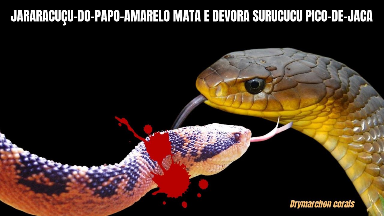 Jararacuçu-do-papo-amarelo devora surucucu pico-de-jaca | @GabrielNucleo | Biólogo Henrique