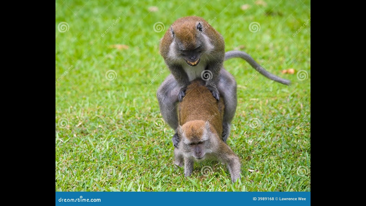 best funny moments monkey mating 4k ultra HD video ANIMAL