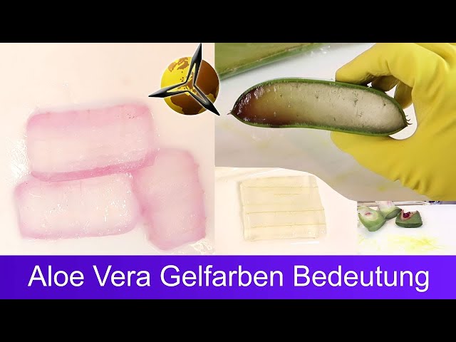 aloe vera serum rossmann 98% Aloe Vera Gel für Haare & Kopfhaut main image 0