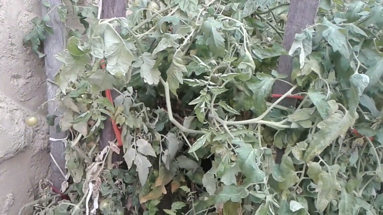 Walipini bemutatása, Télen paradicsom, Téli üvegház és növénytermelés #walipini #vegetables