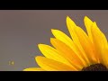 Nature: Sunflowers in South Dakota