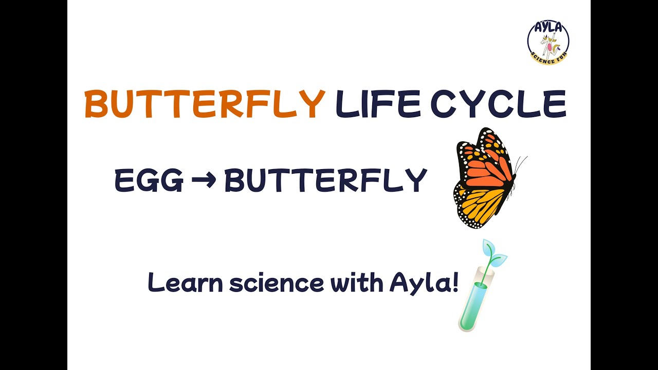 Butterfly Life Cycle for Kids 🦋 | Easy Science Lesson with Ayla - YouTube