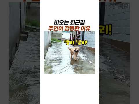 퇴근길 빗속에서 댕댕이가 주인을 위해 한 일 #강아지 #감동