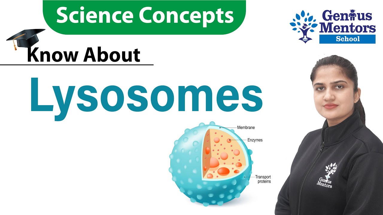 What is Lysosomes | Cell | Biology | Science Concept | Genius Mentors School 
